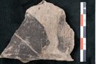 Foto (Detailansicht) von Cinnamomum polymorphum Braun (NHMW-GEO-2024-0188-7998)